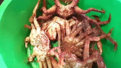 Photo of Se decomisaron piezas de centolla en un Restaurante de Ushuaia