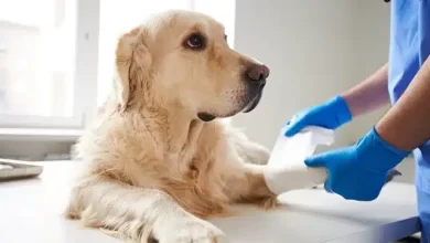 Photo of Notificaron al Colegio Médico Veterinario para que cumpla con la ordenanza de guardias veterinarias