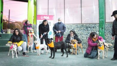 Photo of En el día del amigo, el Municipio fortalece la tenencia responsable con una jornada de adopción