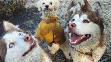 Photo of “Lamentablemente se malinterpretó y empezaron a decir que los perros estaban maltratados”