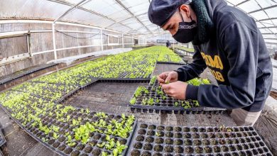 Photo of RGA AGRO PRODUCTIVA”: EL MUNICIPIO ENTREGÓ PLANTINES DE LECHUGA A PRODUCTORES HORTÍCOLAS