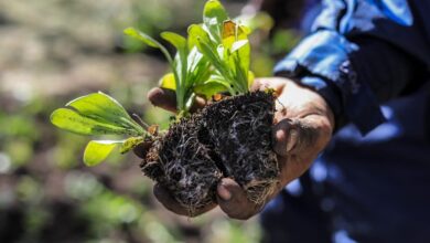 Photo of RÍO GRANDE  SE ENTREGARÁN MÁS DE 50 MIL PLANTINES A VECINOS Y VECINAS DE LA CIUDAD