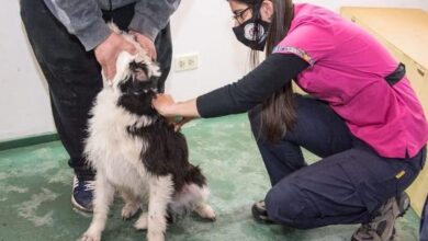 Photo of NUEVA JORNADA DE “ZOONOSIS MÁS CERCA” EN EL BARRIO MIRADOR DE LOS ANDES