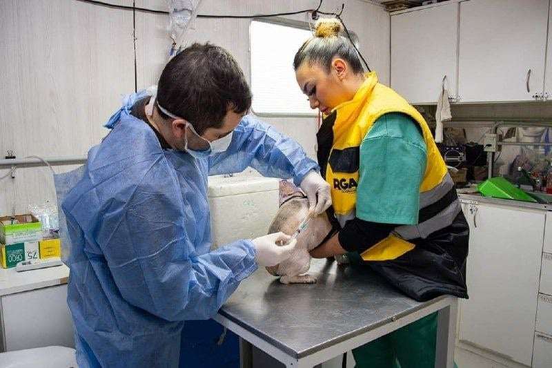 Photo of RÍO GRANDE, SE VIENEN 2 JORNADAS DE VACUNACIÓN ANTIRRÁBICA, CHIPEO Y CASTRACIÓN