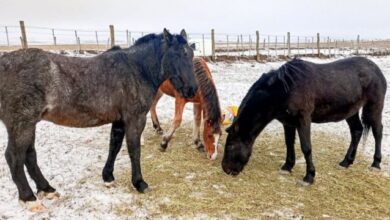 Photo of El Municipio puso a resguardo caballos que estaban sueltos en la vía pública