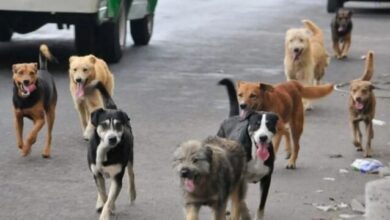 Photo of Diputados comienzan a debatir la ley Conan y buscan agravar las penas por maltrato animal