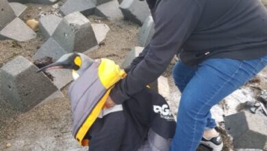 Photo of Servicios Veterinarios intervino ante la presencia de un pingüino en el área costera