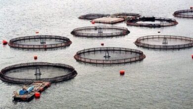 Photo of La vicegobernadora cruzó al legislador Coto por el proyecto para aprobar las salmoneras