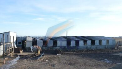 Photo of Incendio en una chacra provocó la muerte de unos sesenta porcinos