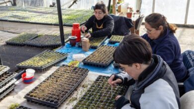 Photo of Comenzó la entrega de plantines de verduras a productores de Río Grande