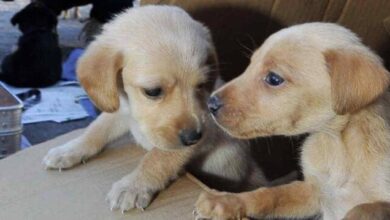 Photo of Está disponible el listado de mascotas de adopción en la página de Zoonosis del Municipio de Ushuaia