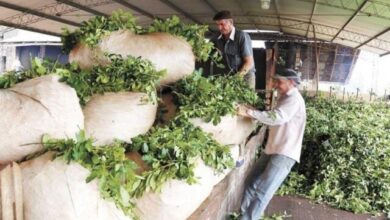 Photo of Productores yerbateros paralizan la cosecha de verano