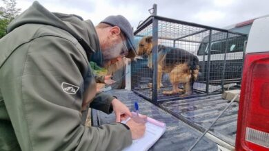 Photo of Veterinarios de Río Grande tuvieron que intervenir a los perros de las termas en un brutal caso de maltrato animal