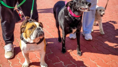 Photo of LA MUNICIPALIDAD PARTICIPÓ A TRAVÉS DEL EQUIPO DEL QUIRÓFANO MÓVIL EN LA CANINATA QUE ORGANIZÓ ARAF