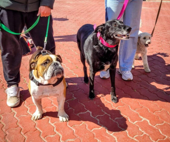 Photo of LA MUNICIPALIDAD PARTICIPÓ A TRAVÉS DEL EQUIPO DEL QUIRÓFANO MÓVIL EN LA CANINATA QUE ORGANIZÓ ARAF