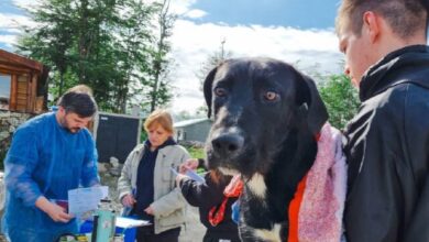 Photo of Durante 2024 las castraciones de perros y gatos aumentaron un 251% en la ciudad de Tolhuin