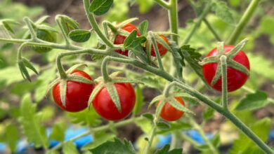 Photo of Expectativa por los tomates de RGA Alimentos