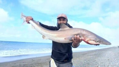 Photo of Pescaron un tiburón en la zona del Murtillar