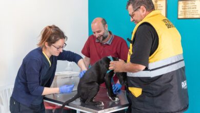 Photo of RGA Mascotera: se realizará una nueva jornada de vacunación y chipeo de mascotas en el B° AGP