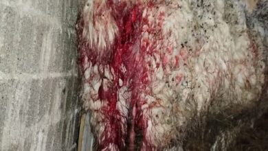Photo of Animales de la granja de «La Cimarrona» fueron atacados por perros