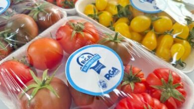 Photo of Se podrán adquirir tomates de RGA Alimentos en Ushuaia