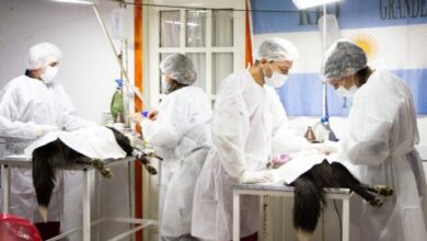 Photo of El Municipio dispone 900 turnos mensuales para castración