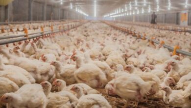 Photo of ​Confirman caso de influenza aviar en una granja comercial y Argentina volvió a cerrar sus exportaciones 